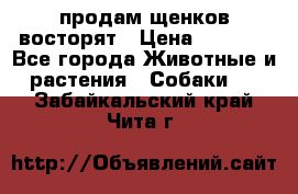 продам щенков восторят › Цена ­ 7 000 - Все города Животные и растения » Собаки   . Забайкальский край,Чита г.